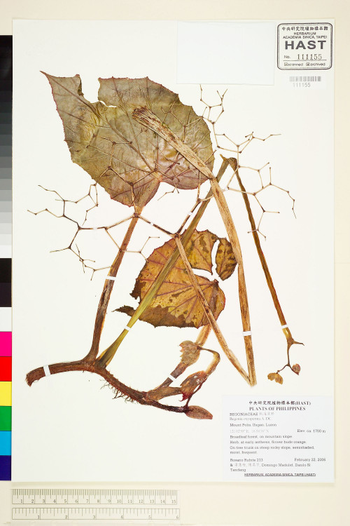 Begonia oxysperma標本_BRCM 1947