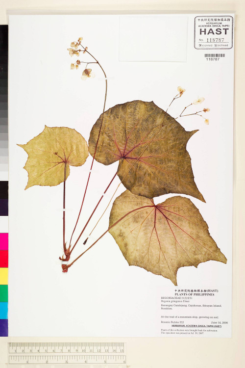 Begonia gitingensis標本_BRCM 2242