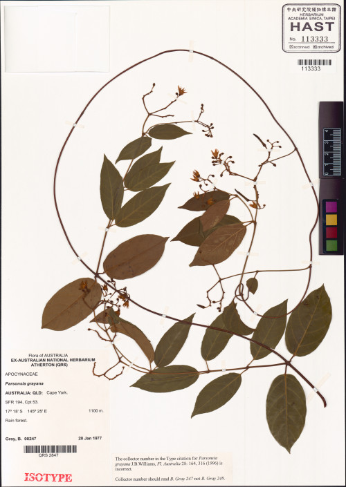 Parsonsia grayana標本_BRCM 35