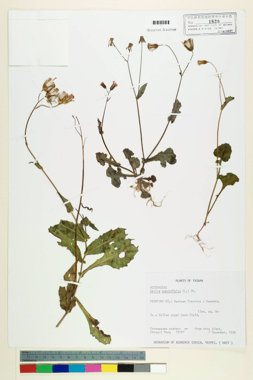 Emilia sonchifolia (L.) DC._標本_BRCM 5214