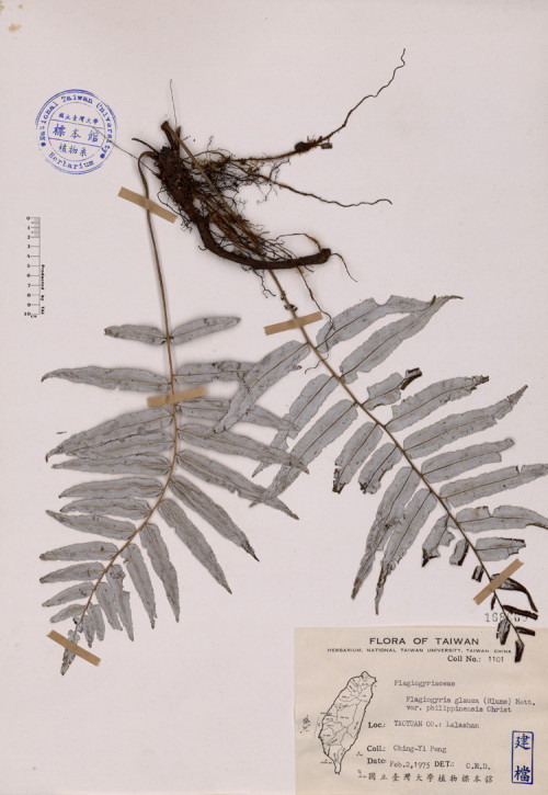 Plagiogyria glacua (Bl.) Mett. var. philippinensis Christ_標本_BRCM 4025