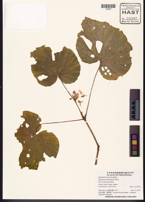 Begonia pseudolateralis標本_BRCM 2942