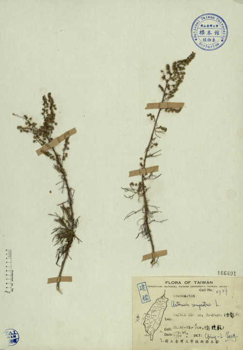 Artemisia campestris L._標本_BRCM 3838