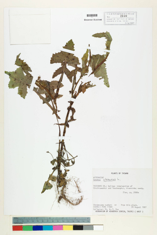 Sonchus oleraceus L._標本_BRCM 7016
