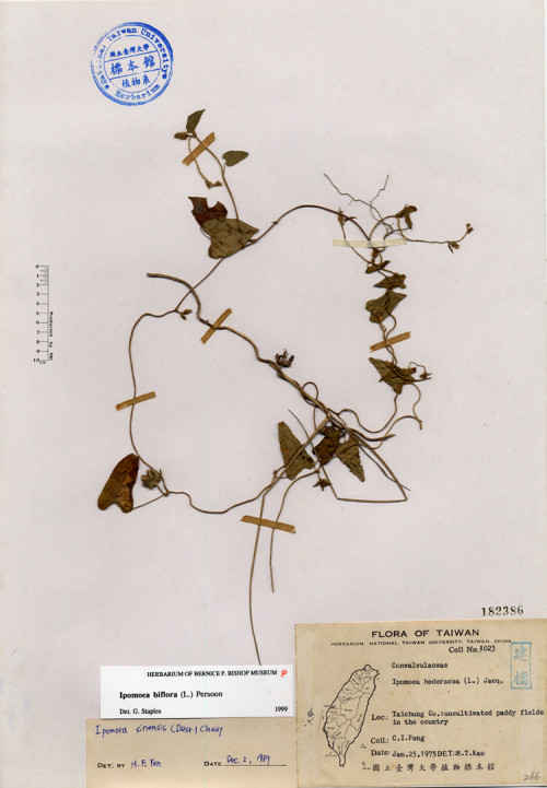 Ipomoea hederacea (L.) Jacq._標本_BRCM 4496