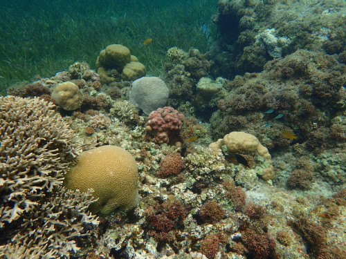 保育區海底景觀—東沙近岸珊瑚礁