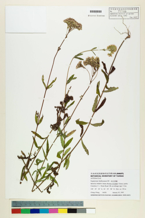 Eupatorium lindleyanum DC._標本_BRCM 5771
