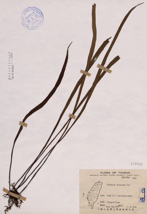 Vittaria flexuosa Fée_標本_BRCM 4458