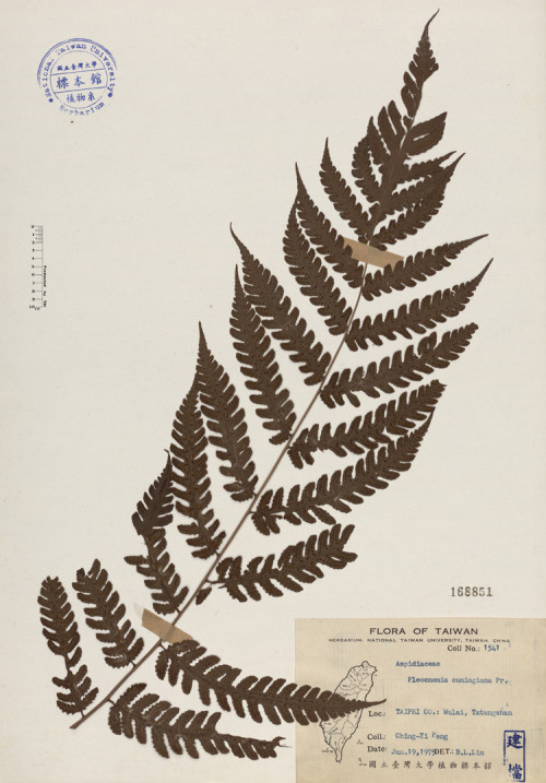 Pleocnemia cumingiana Pr._標本_BRCM 4050