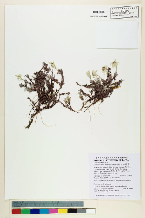 Leontopodium microphyllum Hayata_標本_BRCM 7526