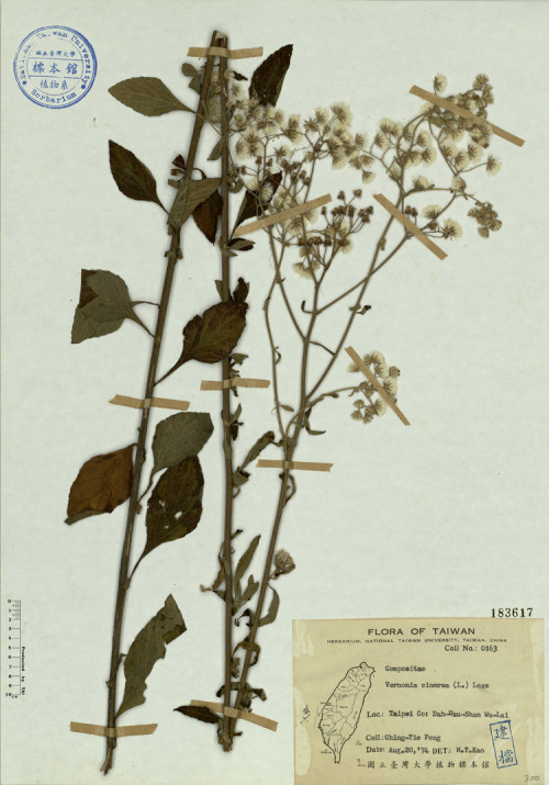 Vernonia cinerea (L.) Less._標本_BRCM 4527