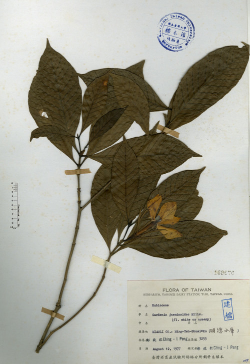 Gardenia jasminoides Ellis._標本_BRCM 4104