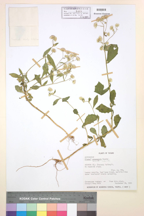 Blumea laciniata (Roxb.) DC._標本_BRCM 4786