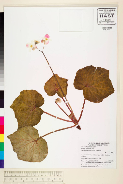 Begonia copelandii標本_BRCM 2252