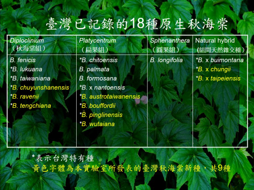 臺灣已記錄的18種原生秋海棠