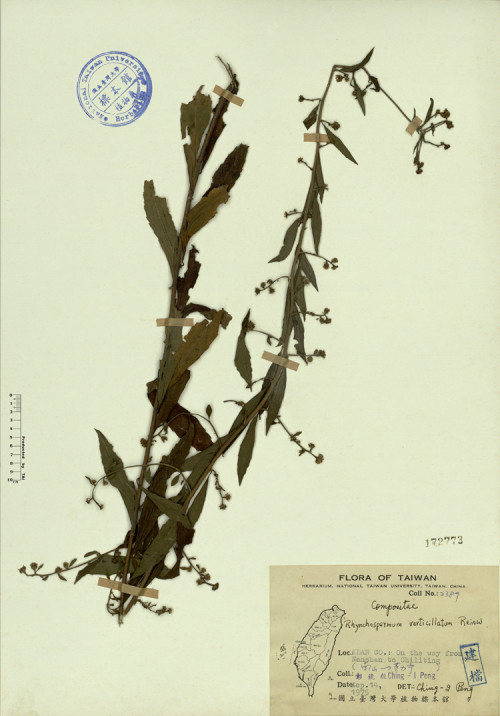 Rhynchospermum verticillatum Reinw._標本_BRCM 4323