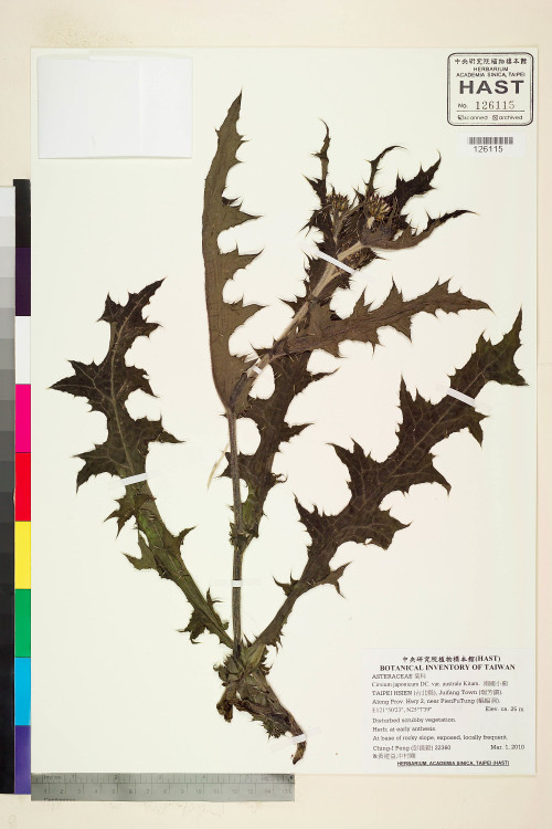 Cirsium japonicum DC. var. australe Kitam._標本_BRCM 5910