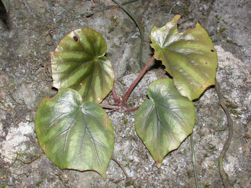 近革葉秋海棠 (Begonia subcoriacea C.I Peng, Yan Liu & S.M.Ku)