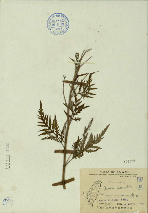 Ambrosia artemisiifolia L._標本_BRCM 4267