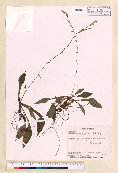 Ainsliaea latifolia (D. Don) Sch. Bip._標本_BRCM 7304