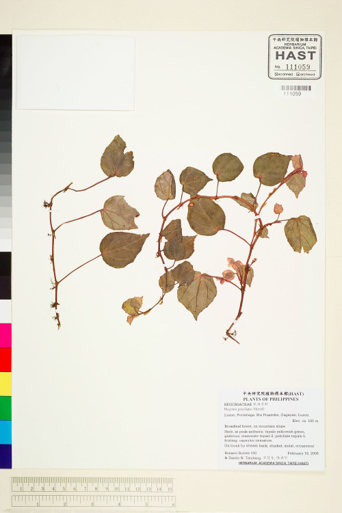 Begonia gracilipes標本_BRCM 1933