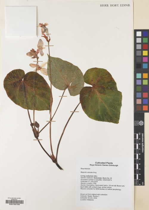 Begonia venusta標本_BRCM 8741