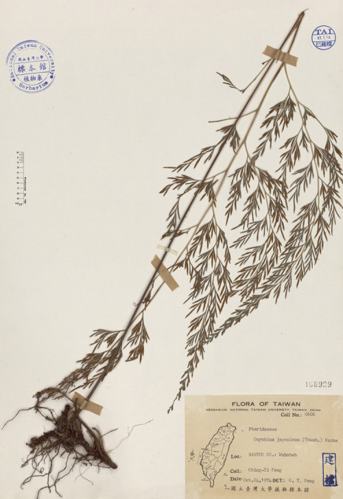 Onychium japonicum (Thunb.) Kunze_標本_BRCM 4080