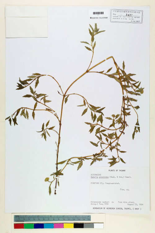 Wedelia prostrata (Hook. & Arn.) Hemsl._標本_BRCM 6588