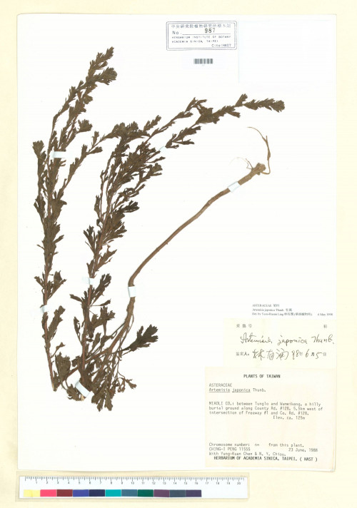 Artemisia japonica Thunb._標本_BRCM 7093