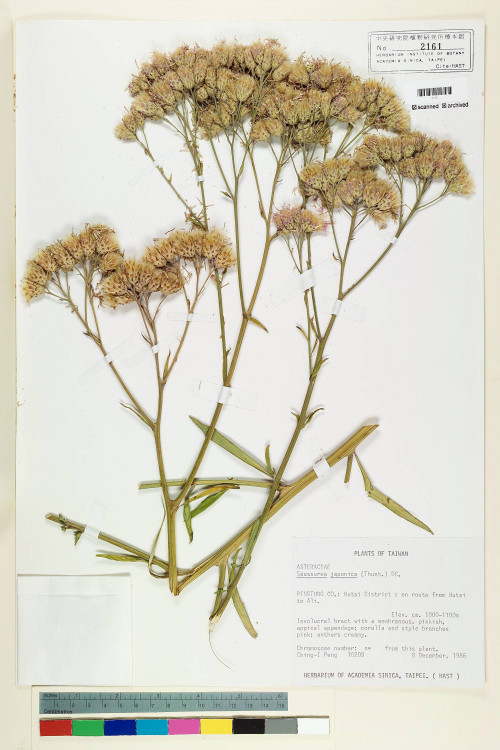 Saussurea japonica (Thunb.) DC._標本_BRCM 6899