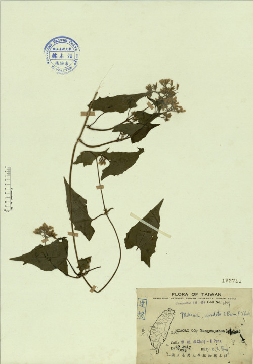Mikania cordata (Burm. f.) Rob._標本_BRCM 4331