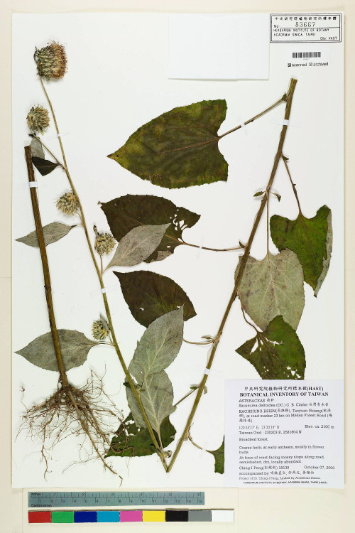 Saussurea deltoidea (DC.) C. B. Clarke_標本_BRCM 7552