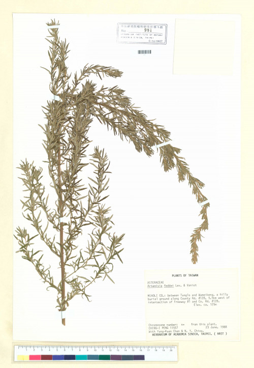 Artemisia feddei Lév. & Vaniot_標本_BRCM 7094