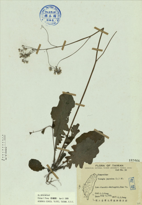 Youngia japonica (L.) DC._標本_BRCM 4510