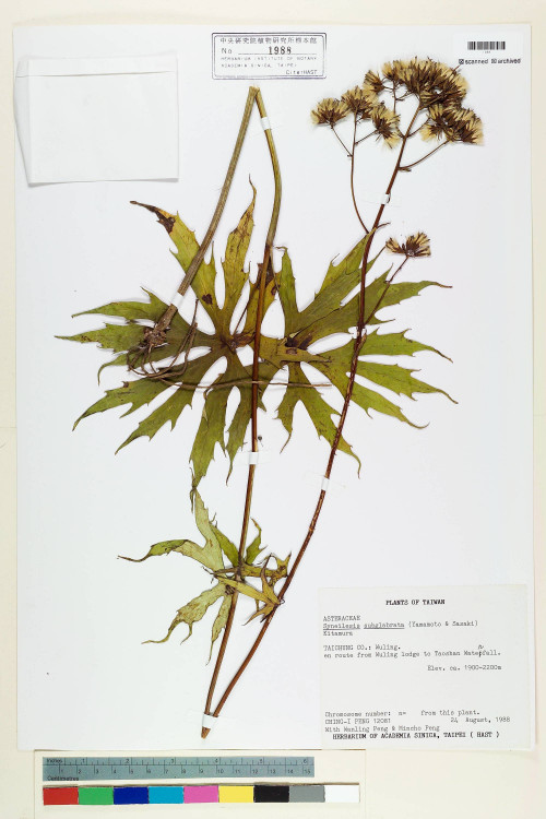 Syneilesis subglabrata (Yamamoto & Sasaki) Kitam._標本_BRCM 7162