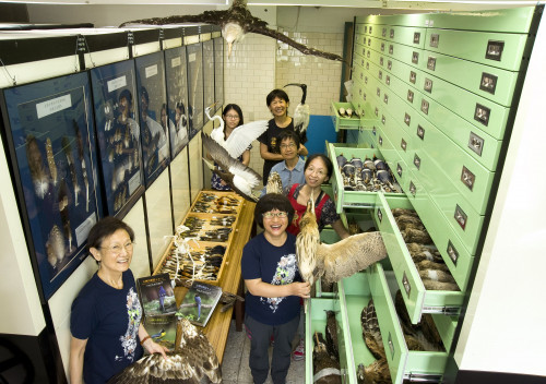 中央研究院生物多樣性研究博物館—鳥類標本典藏