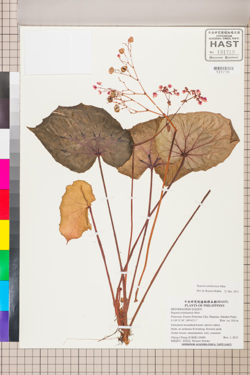Begonia mindorensis標本_BRCM 2573