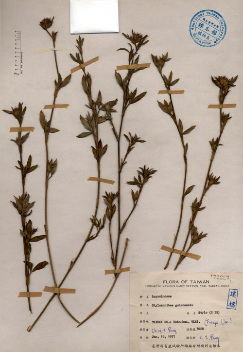 Stylosanthes guianensis_標本_BRCM 4175