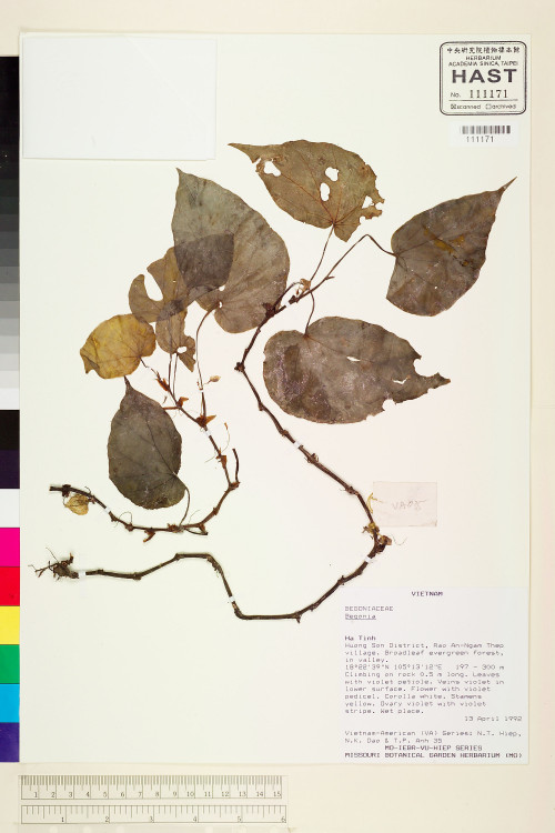 Begonia eberhardtii標本_BRCM 1961