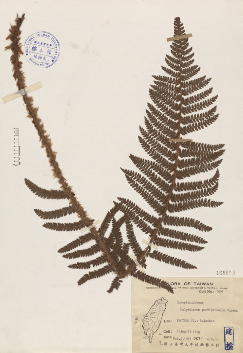 Polystichum parvipinnulum Tagawa_標本_BRCM 4023