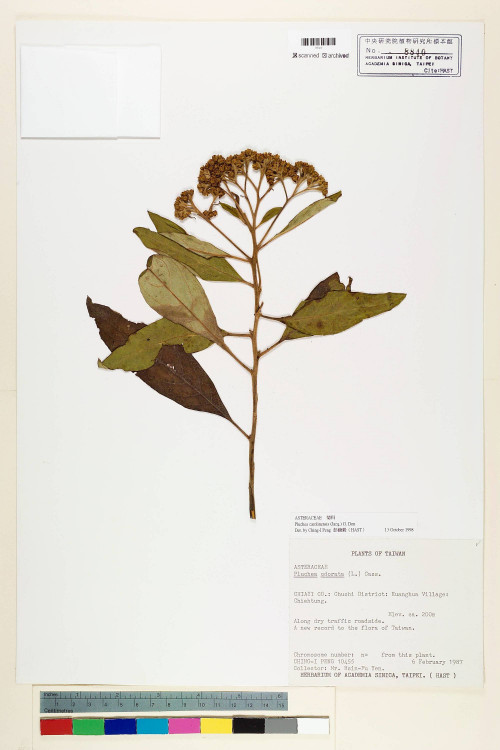 Pluchea carolinensis (Jacq.) G. Don_標本_BRCM 5924