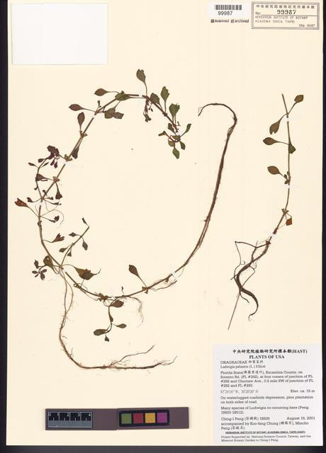 Ludwigia palustris (L.) Elliott_標本_BRCM 7829