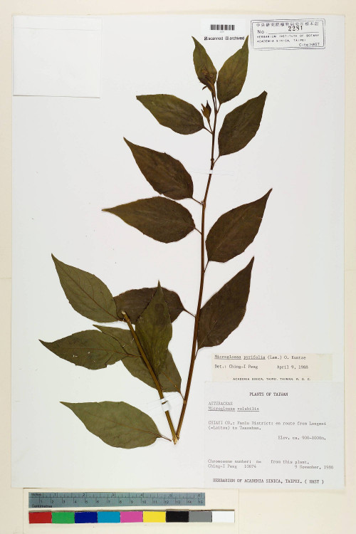 Microglossa pyrifolia (Lam.) Kuntze_標本_BRCM 6891