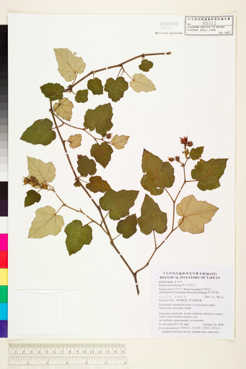 Rubus amphidasys Focke_標本_BRCM 6024