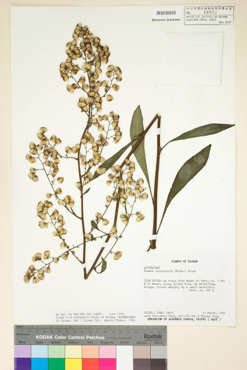Blumea lanceolaria (Roxb.) Druce_標本_BRCM 4934