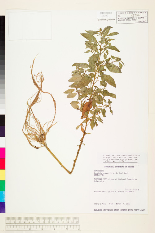 Ludwigia hyssopifolia (G. Don) Exell_標本_BRCM 3586