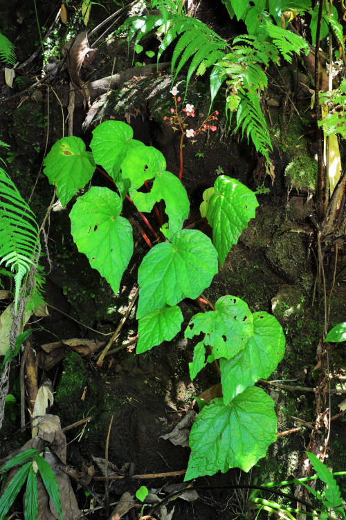 Begonia obtusifolia Merr.