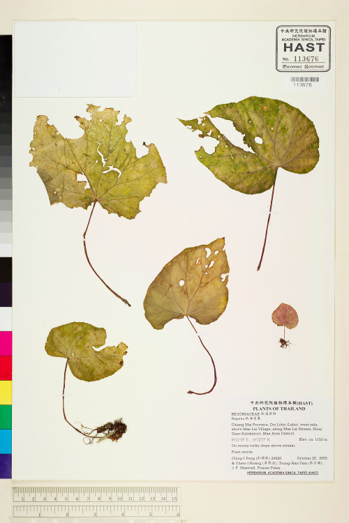Begonia integrifolia標本_BRCM 2059