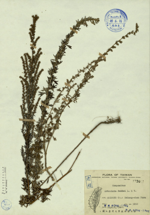 Artemisia feddei L. & V._標本_BRCM 4439