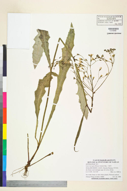 Ixeris laevigata (Blume) Schultz-Bip._標本_BRCM 7474